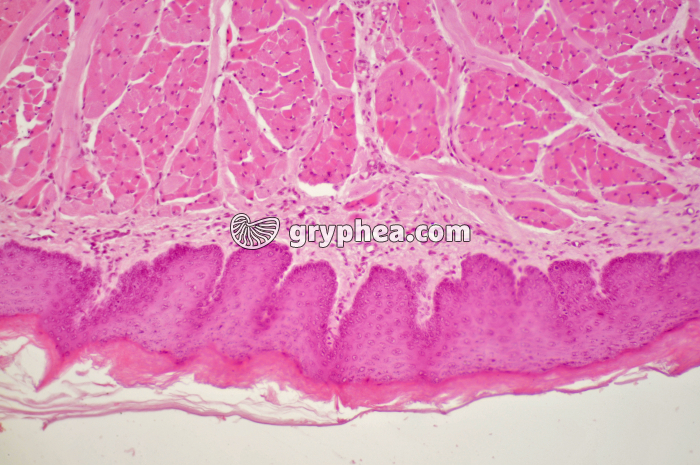 Langue papilles x40 - gryphea.org